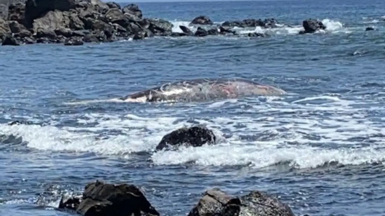 Zifio varado Valle Gran Rey, La Gomera, 24 mayo 2020