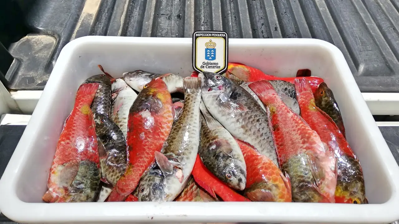 Pesca Furtiva Viejas incautadas en Tenerife_Fotor