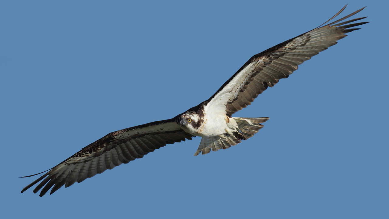 Foto 1. &Aacute;guila pescadora o guincho. Beneharo Rodr&iacute;guez