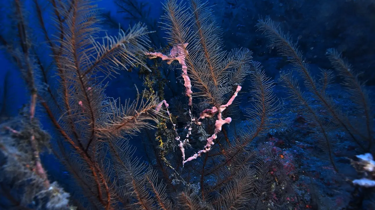 Coral Negro1_Fotor