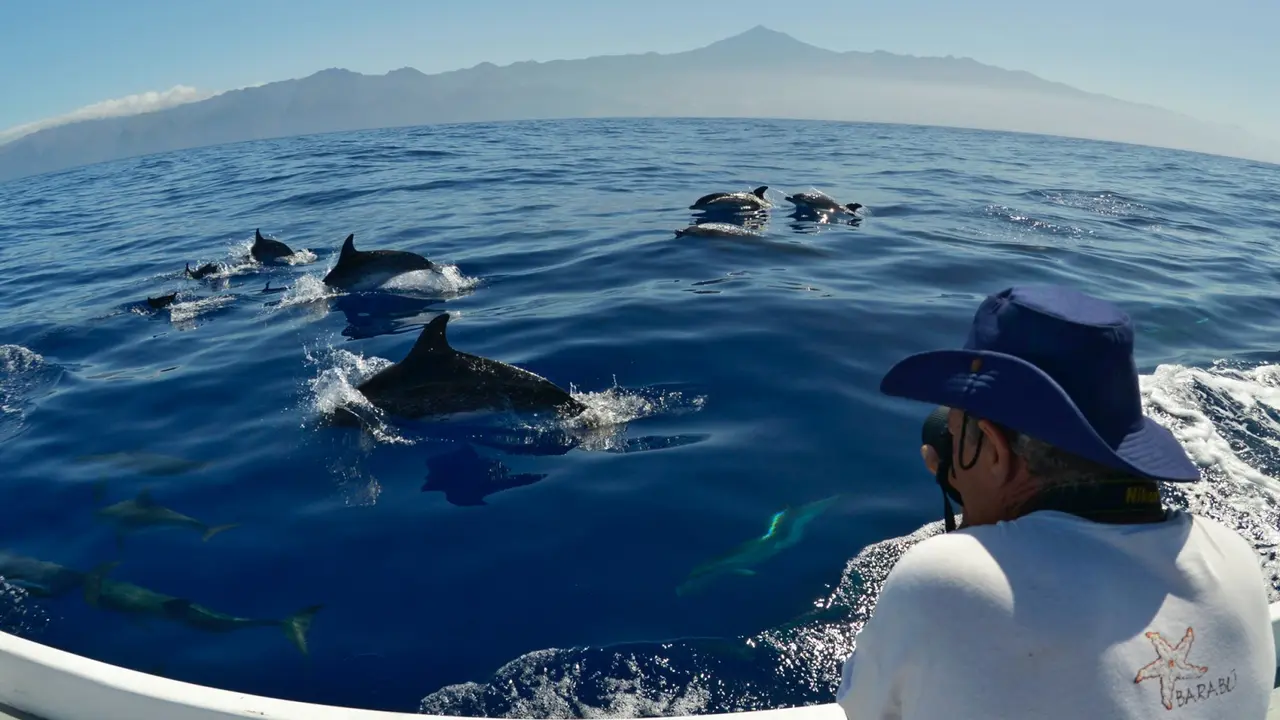 Atlantic spotted dolphin (Stenella frontalis). Scientist photographing a group of dolphins. Fr: Dauphin tachet&eacute; de l'Atlantique - Esp: Delf&iacute;n moteado. Tenerife, Canary Islands. 