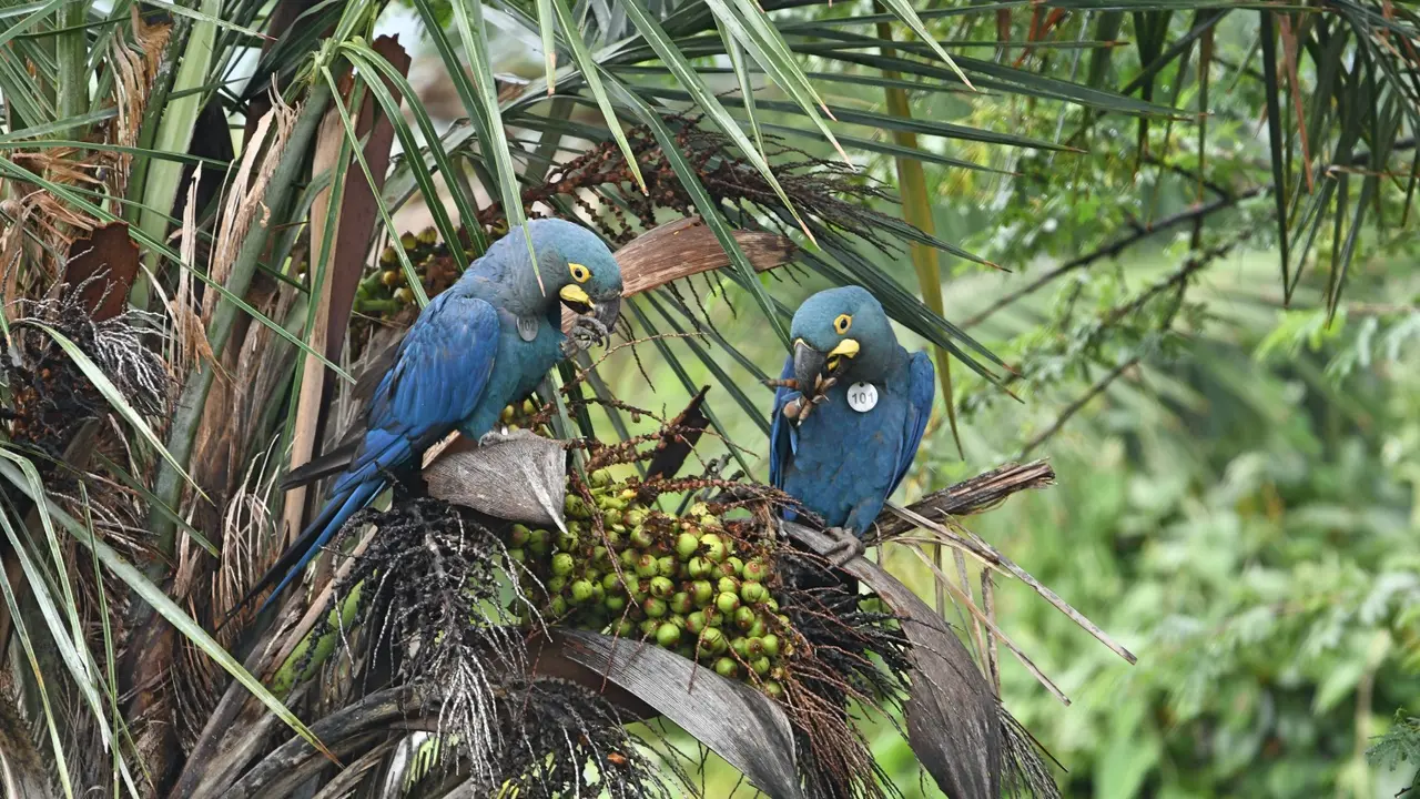 Foto 1 Ejemplares nacidos en Loro Parque Fundaci&oacute;n -Tenerife, aliment&aacute;ndose en la naturaleza_Fotor