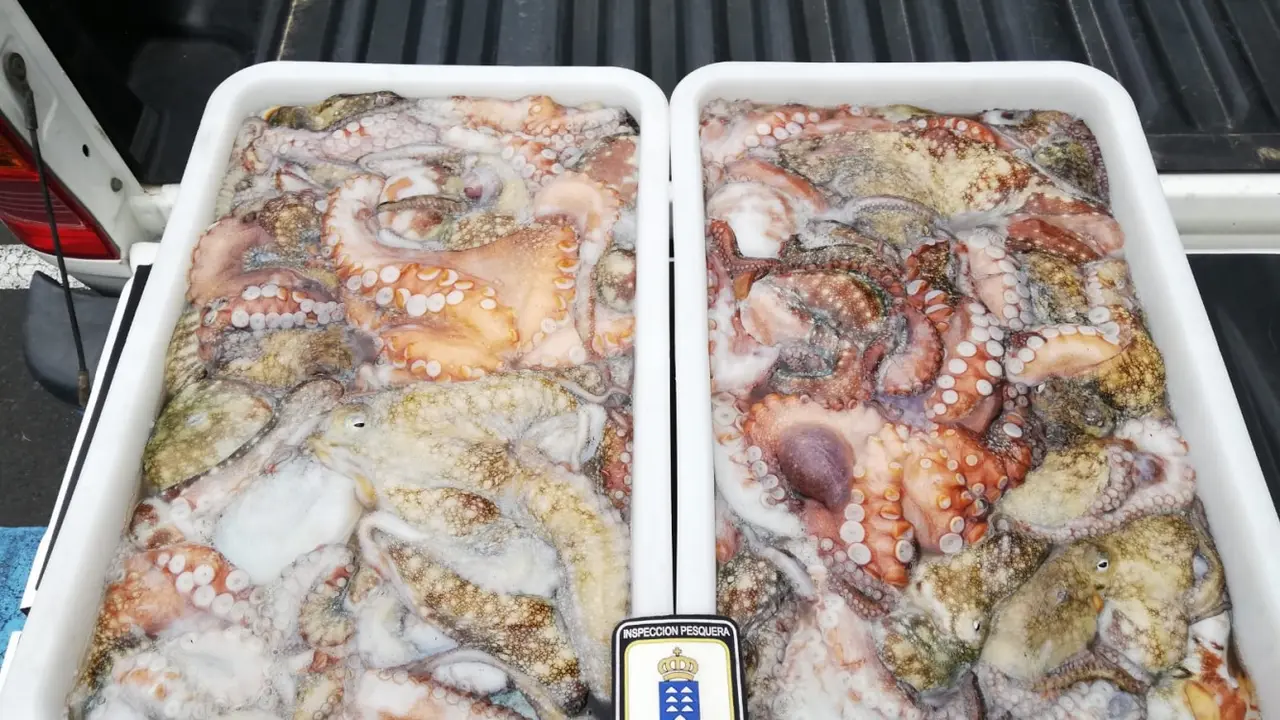 pulpo incautado marzo La Palma _Fotor