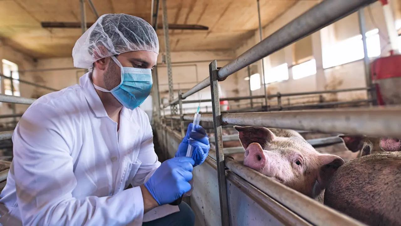 Veterinarian at cattle farm preparing to give a medicine shot injection for vaccination to the pigs at pig farm.