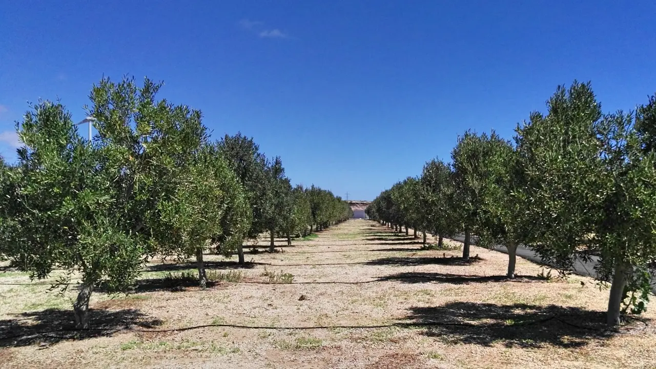 Olivos sur de Tenerife_Fotor