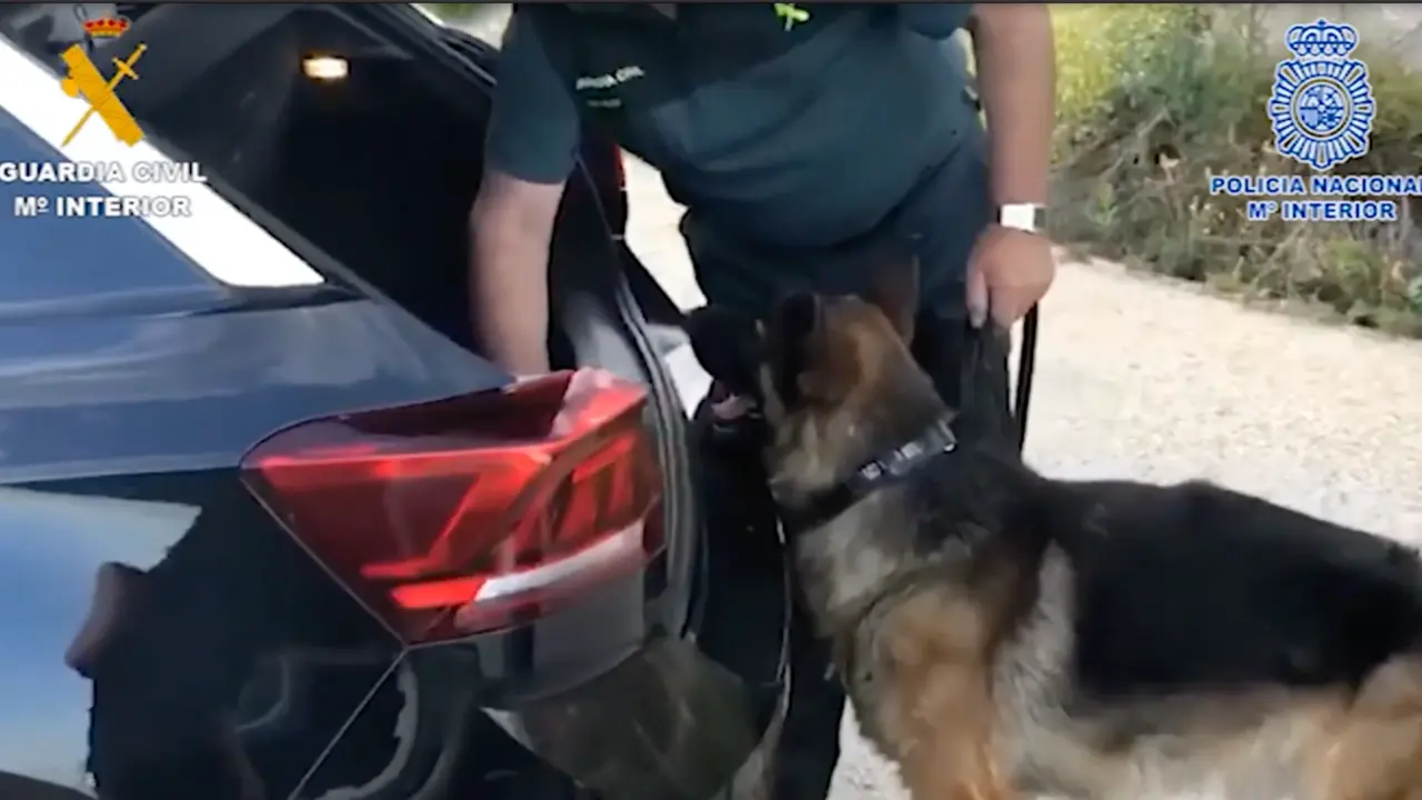 Perro polic&iacute;a a las 12