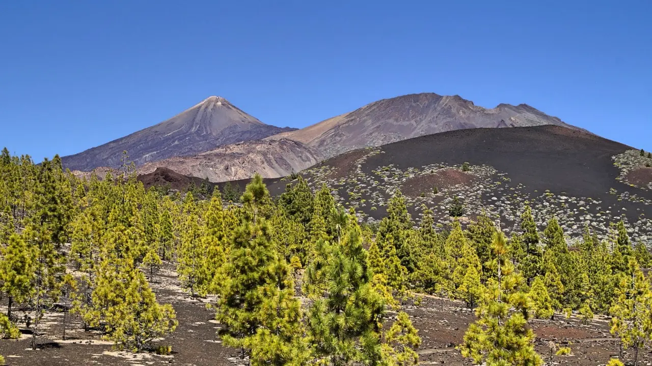 Pinos canarios Pinar 1