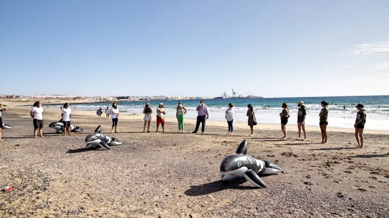 Cetaceos simulacro-varamiento-ponton-lpf-03