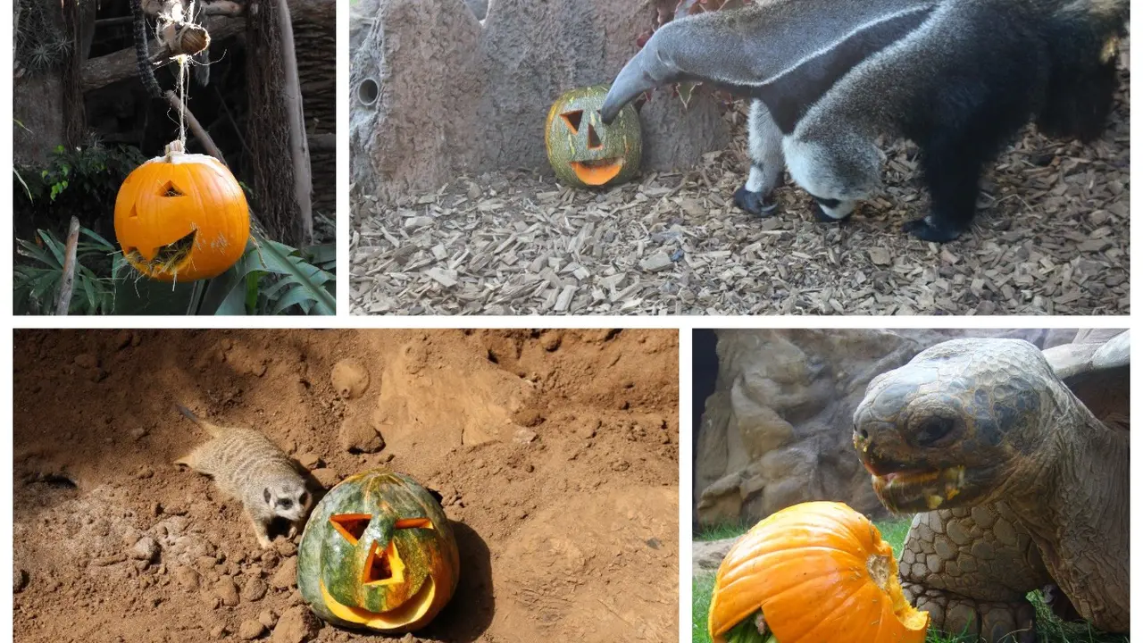 Loro Parque Halloween _Fotor