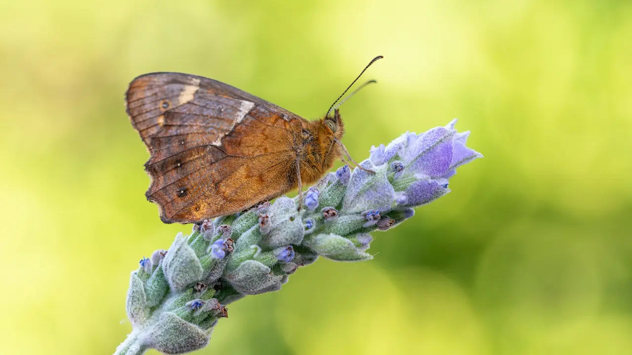 Mariposa Pararge xiphioides (Manuel Arechavaleta)(1)