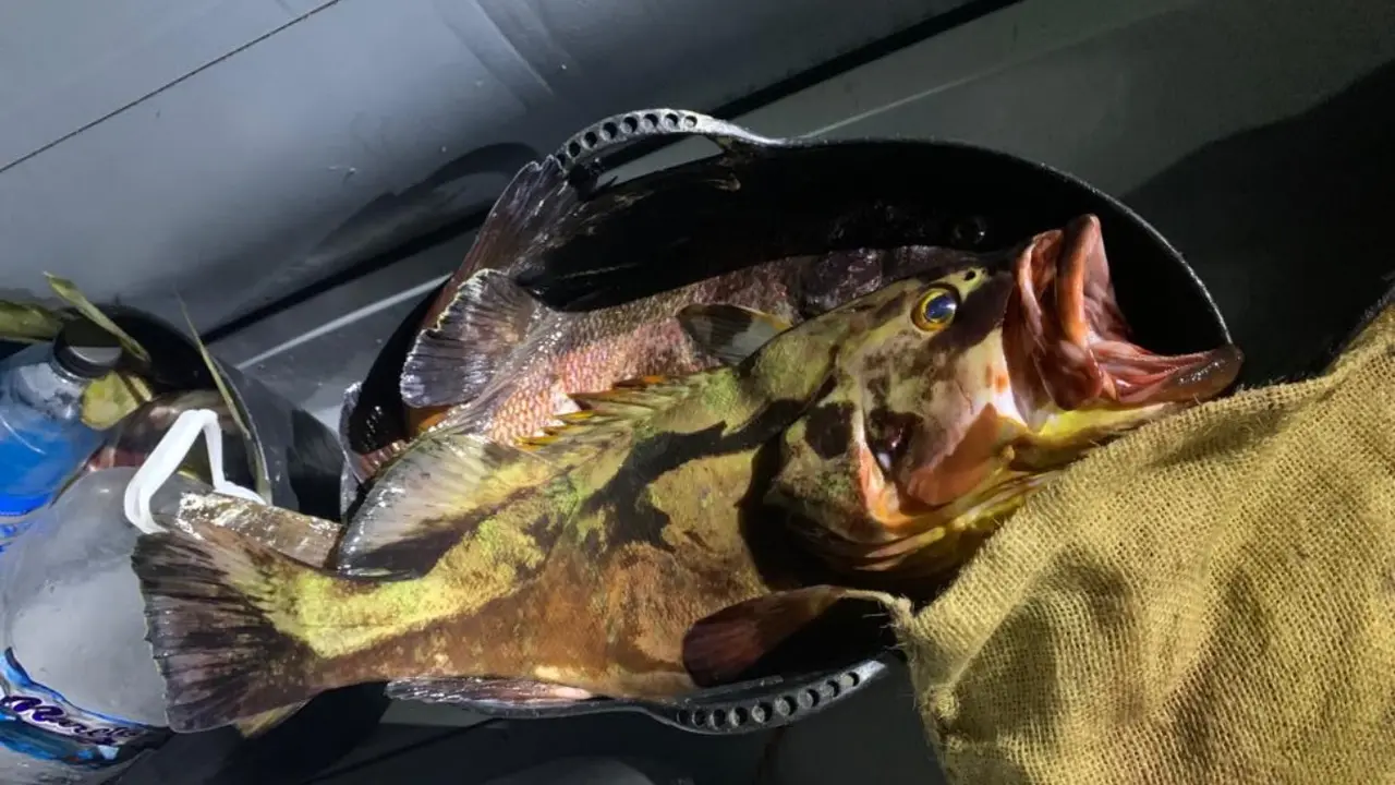 Mero Pesca furtiva en El Hierro1