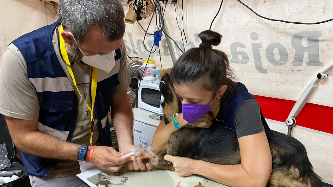 Volc&aacute;n La Palma cuidados veterinarios (2)