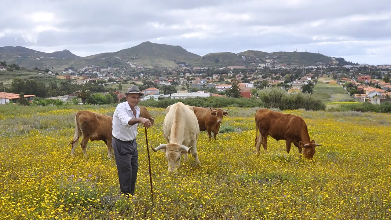 Ganado ganadero pastor vacas Image 2021-12-30 at 13