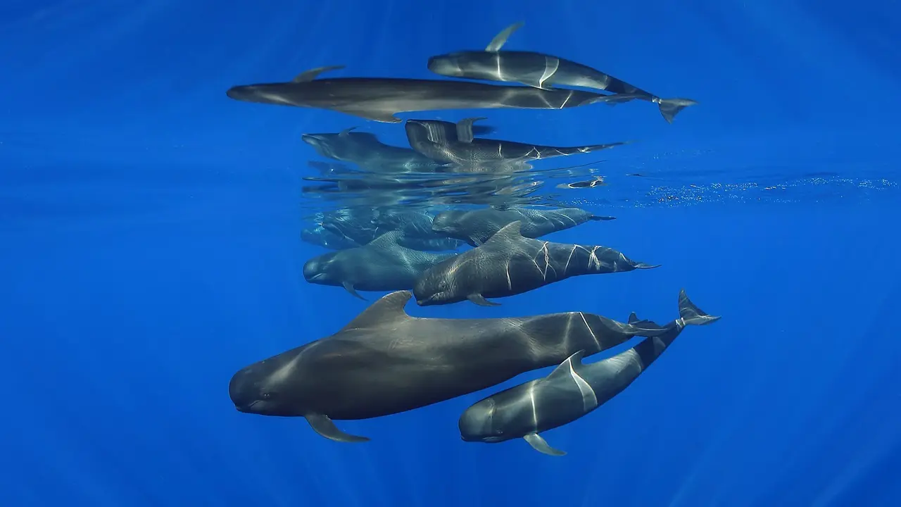 Foto Eduardo Acevedo Ocean Art Photographer of the Year 2021