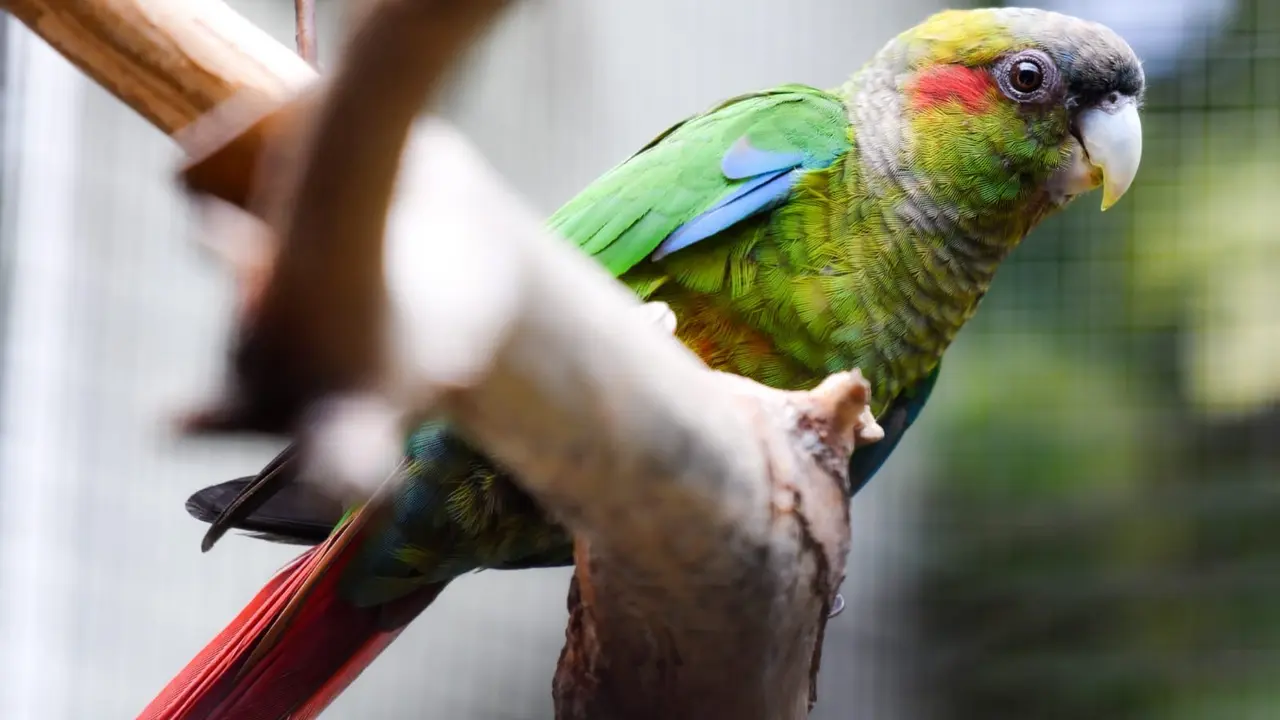 Loro Parque cotorra colirroja