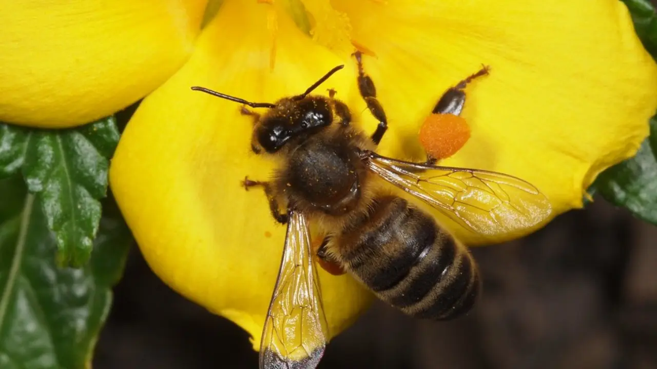 Abeja negra canaria c0_b_Fotor