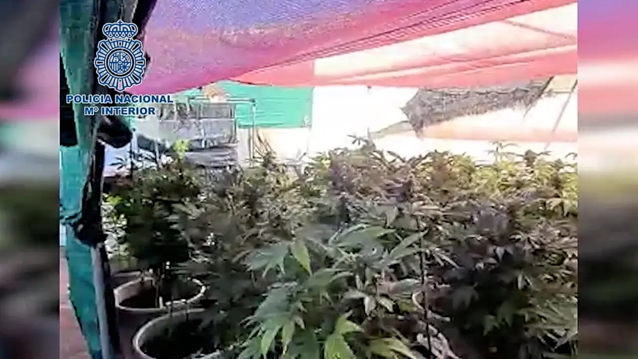 Marihuana polic&iacute;a plantaci&oacute;n 2022-03-26 a las 15