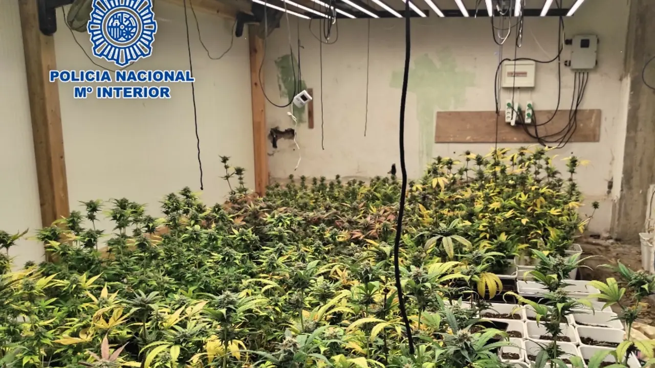 Polic&iacute;a Marihuana indoor Adeje 2-30(1)