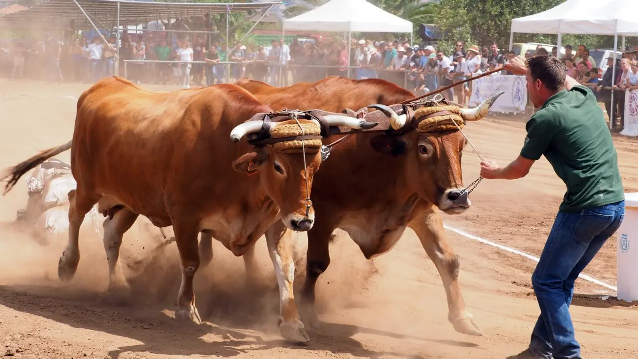 Arrastre-de-ganado-vuelve(1)