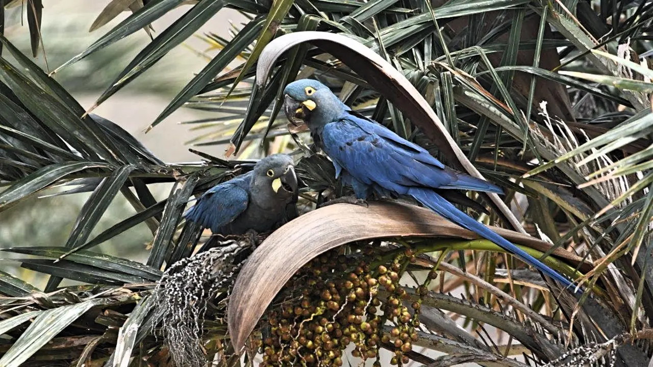 Loro Parque Fundaci&oacute;n sella un nuevo hito en la reintroducci&oacute;n del guacamyo de Lear (1)(1)