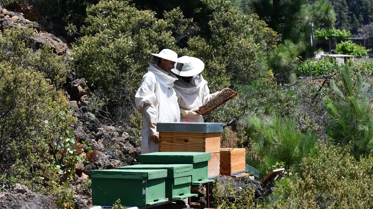 Apicultura miel abejas