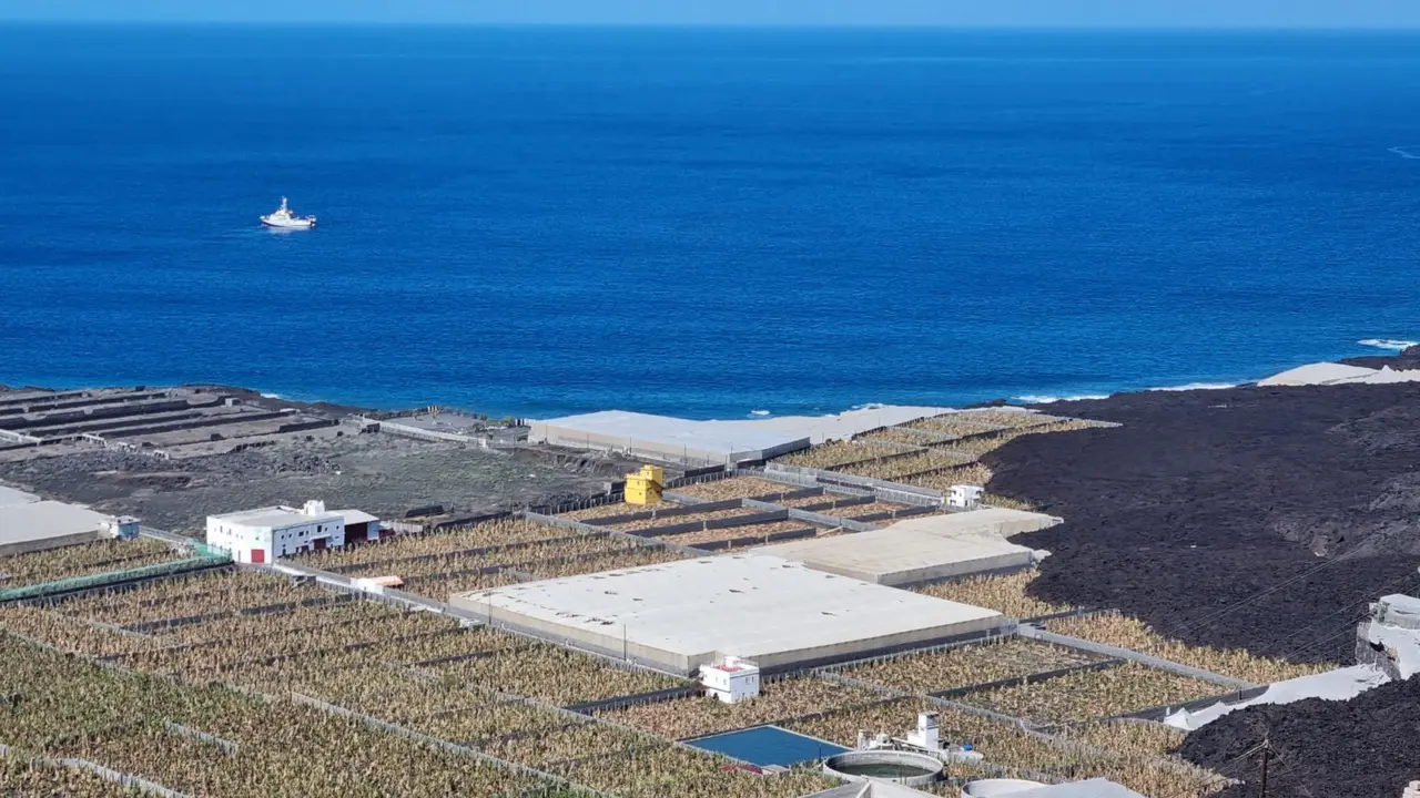 Zona platanera afectada por el volc&aacute;n