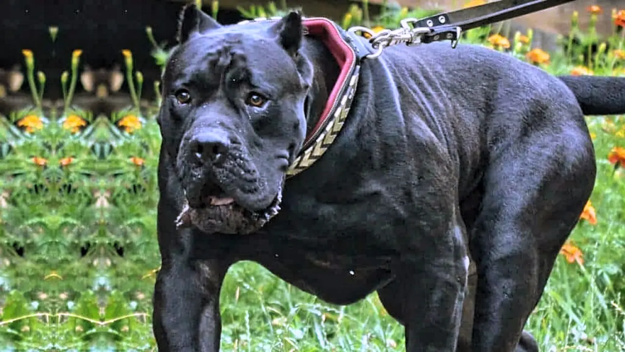 presa-canario8-1024x576(1)