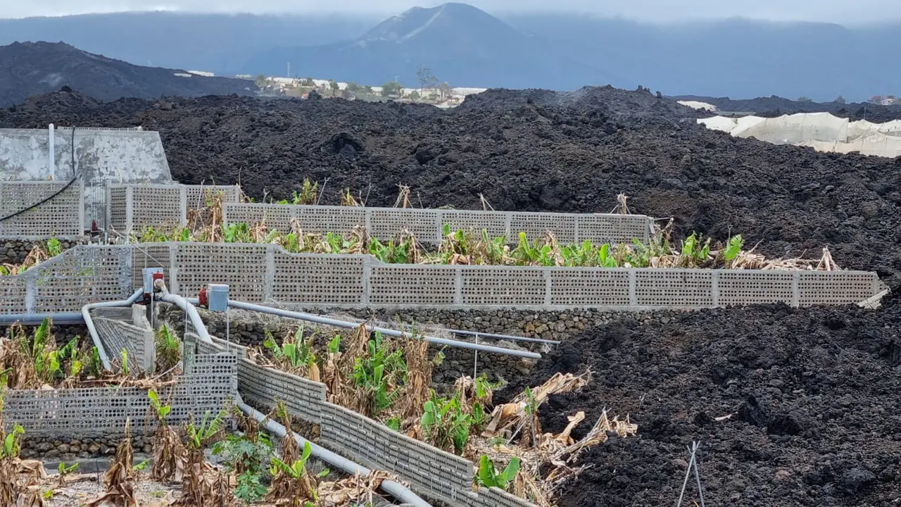 Finca de pl&aacute;tanos aislada por las coladas (La Palma)