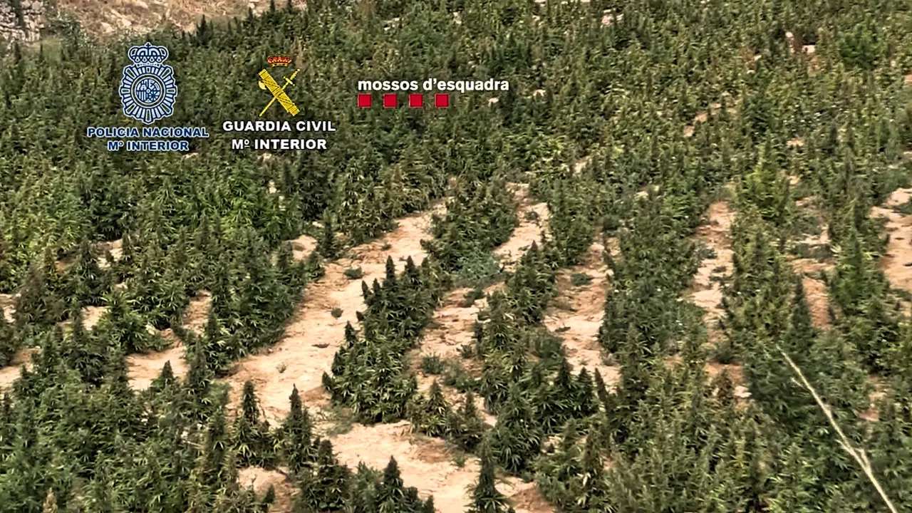 Plantaci&oacute;n marihuana 2022-11-18 a las 10