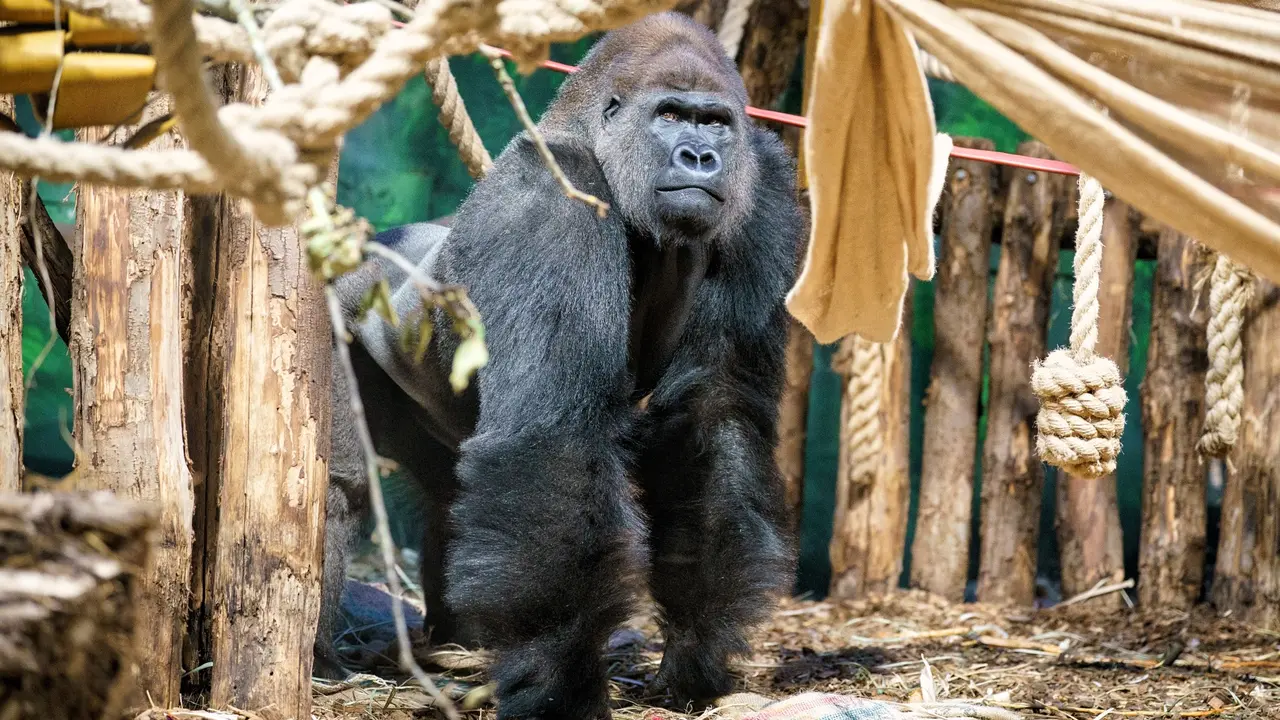 A western lowland gorilla named Kiburi made his debut at ZSL London Zoo today (Wednesday 23 November) after global logistics experts DHL Express flew the whopping 193kg silverback to London from Zoo Lore Parque in Tenerife, as part of an international breeding programme for the critically endangered species.  Picture date: Wednesday November 23, 2022. Photo credit: ZSL London Zoo/Dominic Lipinski