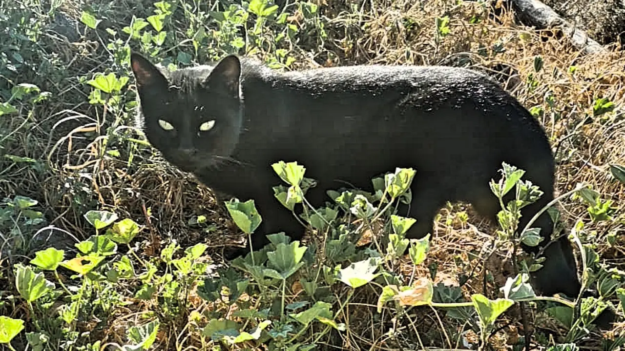 Gato negro