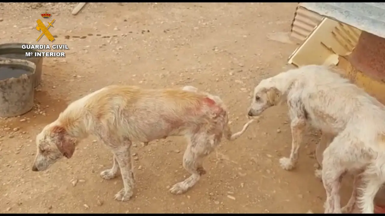 2022-12-26_maltrato_animal_navarra_seprona_05(1)