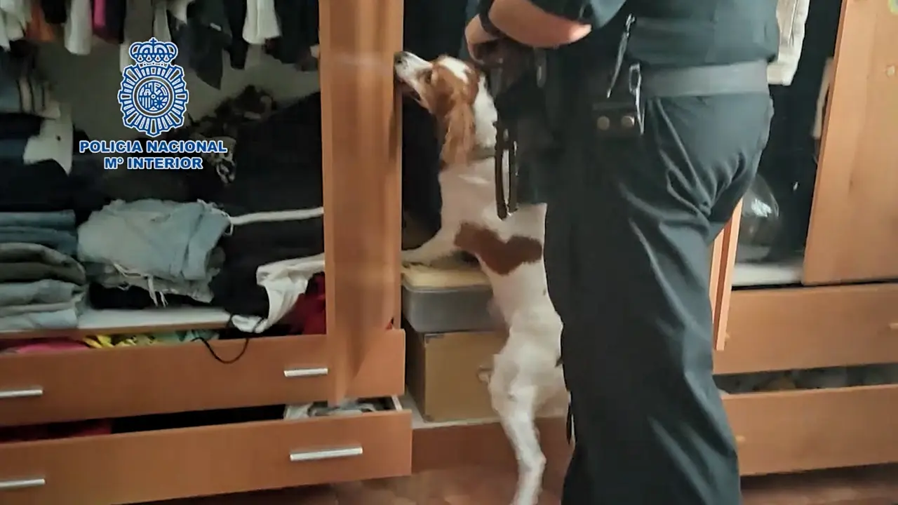 Policia anabolizantes perro