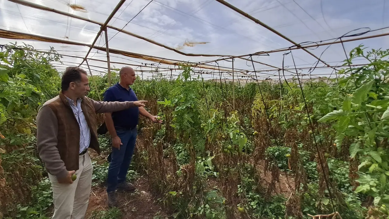 El viceconsejero &Aacute;lvaro de la Barcena visit&oacute; hoy fincas de tomate en Granadilla de Abona y Arico(1)