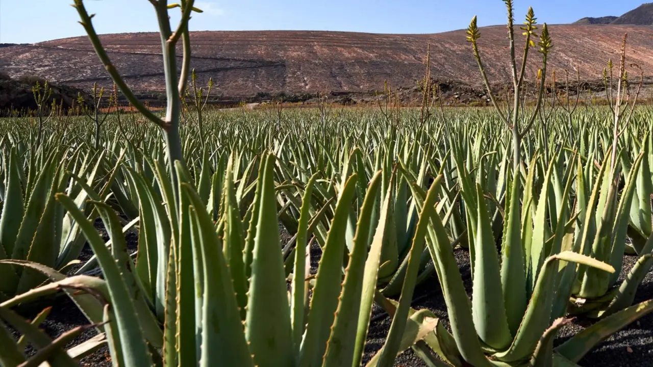 Aloe-dt-03(1)