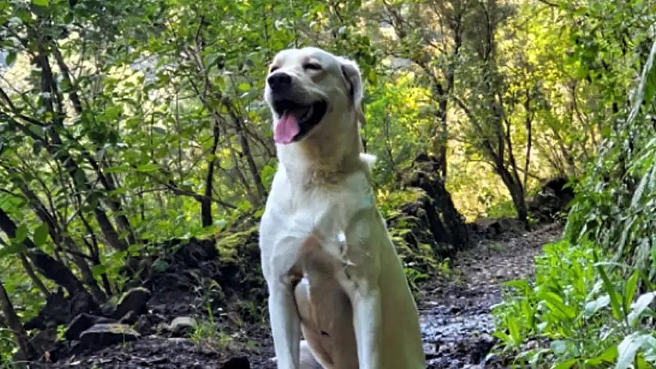 Perro labrador palmero_0(1)