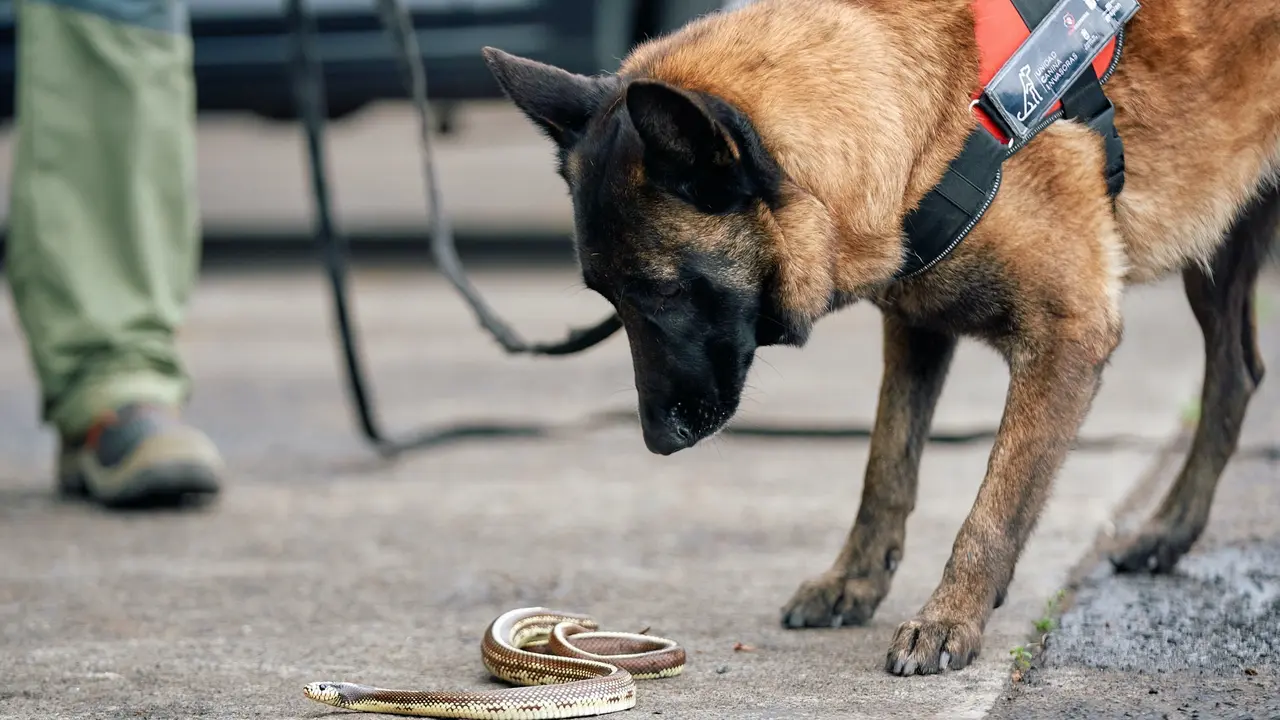 Perro INVASORAS 2(1)