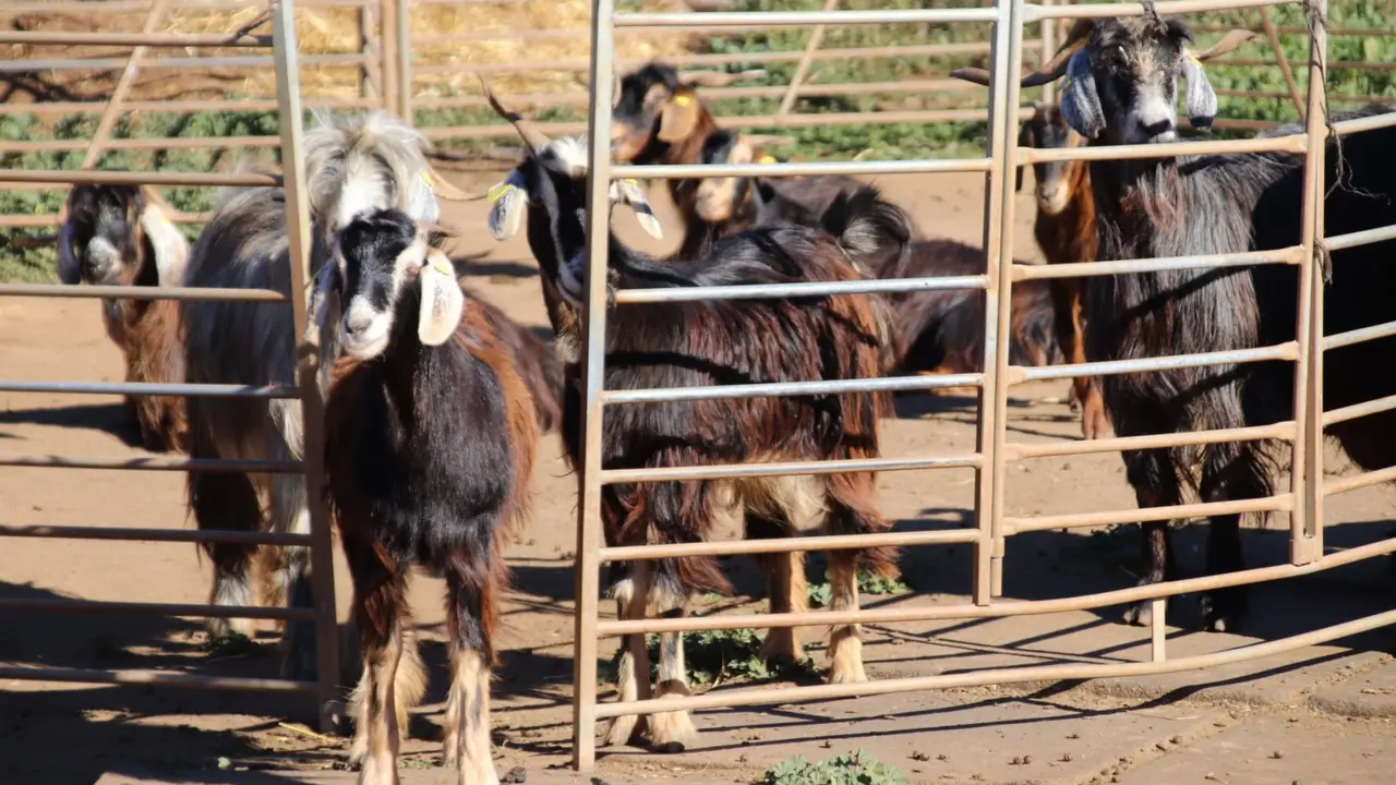 Cabras Explotaci&oacute;n ganadera(1)