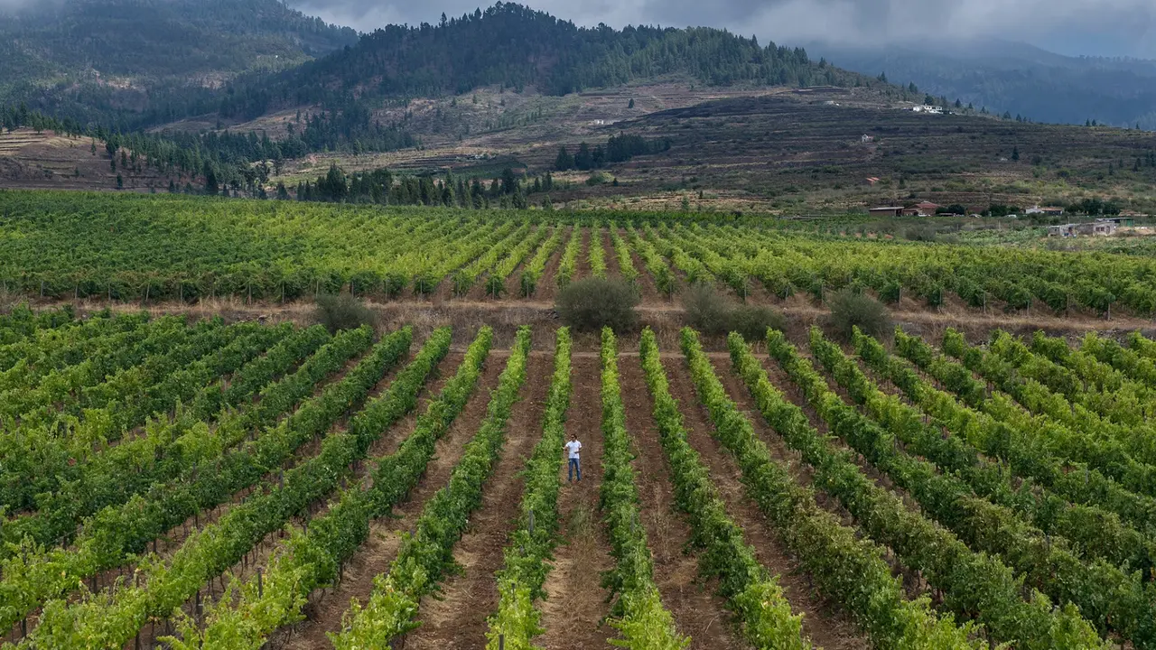 Agricultura vi&ntilde;edos suelo rustico dop_02(1)