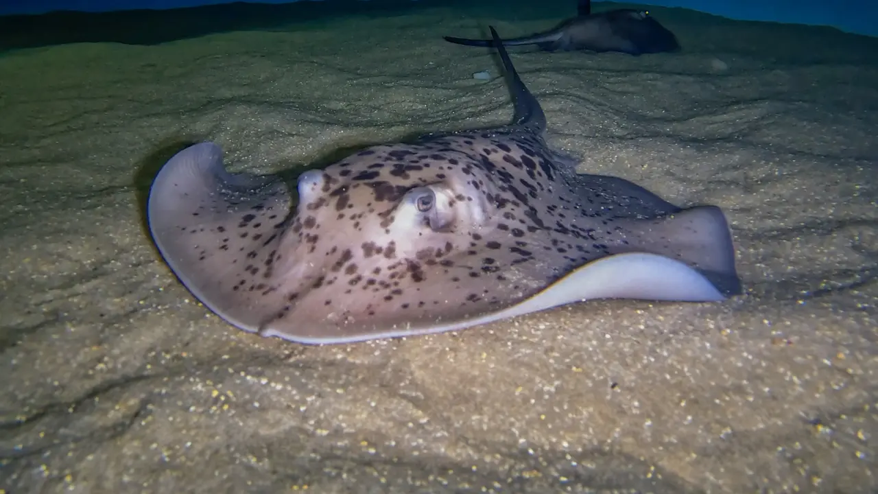 NACEN 4 CR&Iacute;AS DE CHUCHO NEGRO, LA RAYA M&Aacute;S GRANDE DE NUESTRAS COSTAS, EN EL ACUARIO POEMA DEL MAR(1)