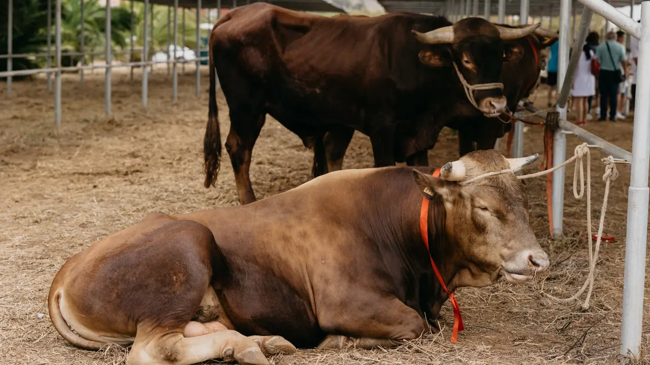 Vacas toros ganado vacuno Subvenciones razas aut&oacute;ctonas(1)