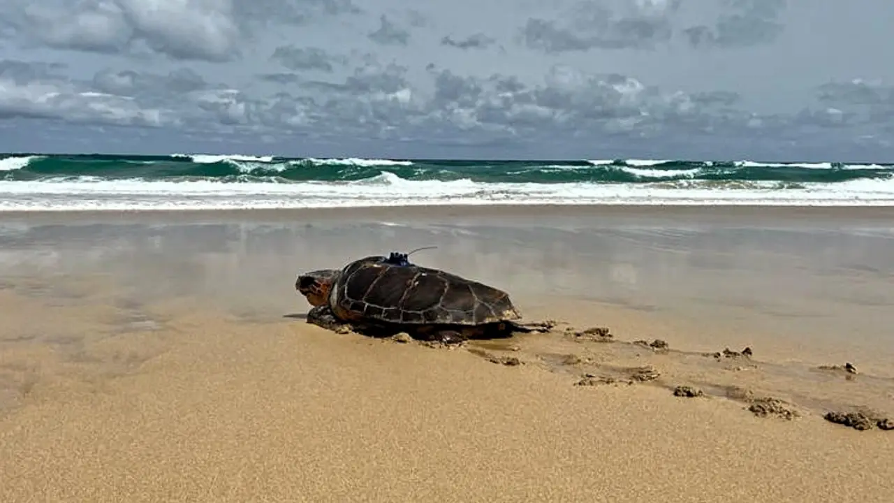Tortuga -8(1)