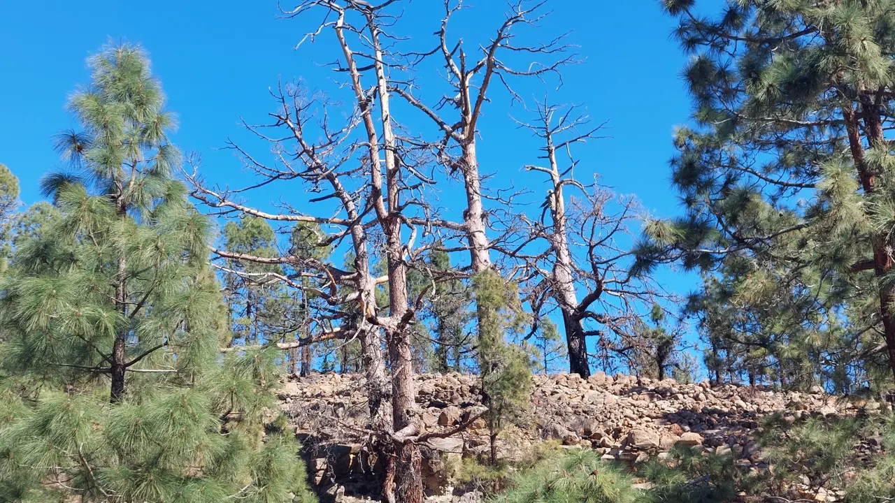 Patriarcas pinar Arico(1)