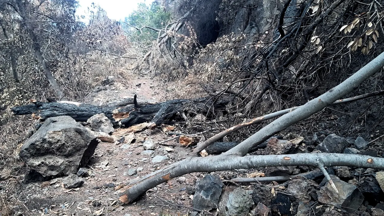 Pista El Rayo-Incendio-Fotos cedidas por Tragsa (3)