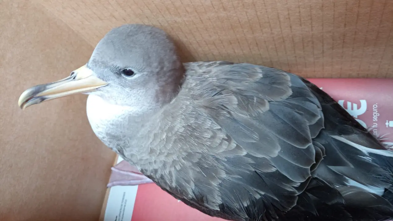 Patrulla Ambiental Pardela cenicienta