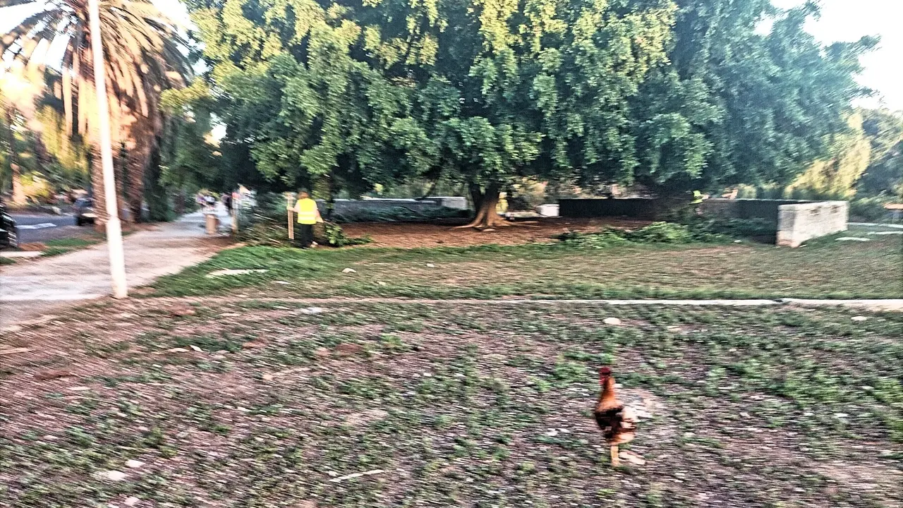 El Gallo de Ten-Bel 30(1)