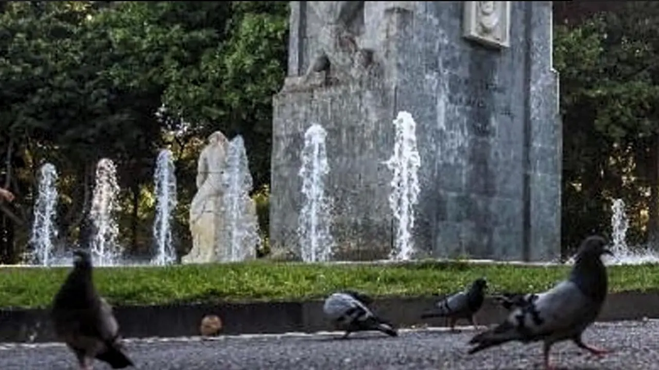 Palomas en Santa Cruz de Tenerife