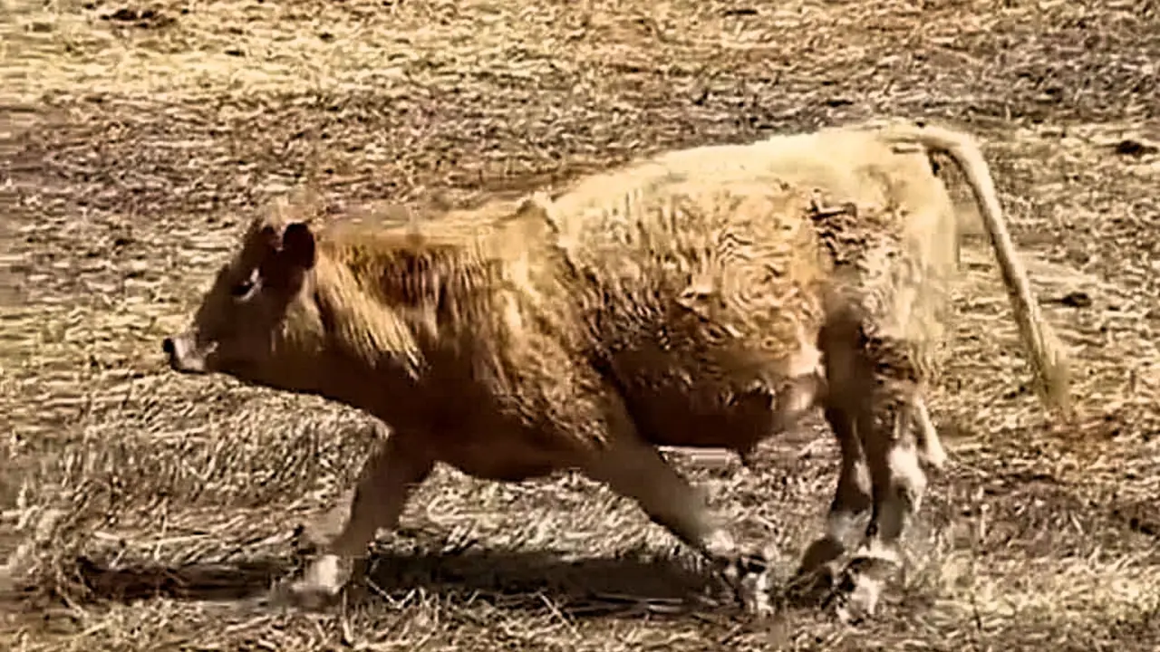 Vacas Hierro patas atadas