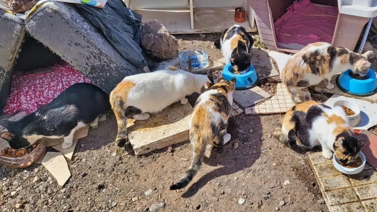 Arona Gatos (1)