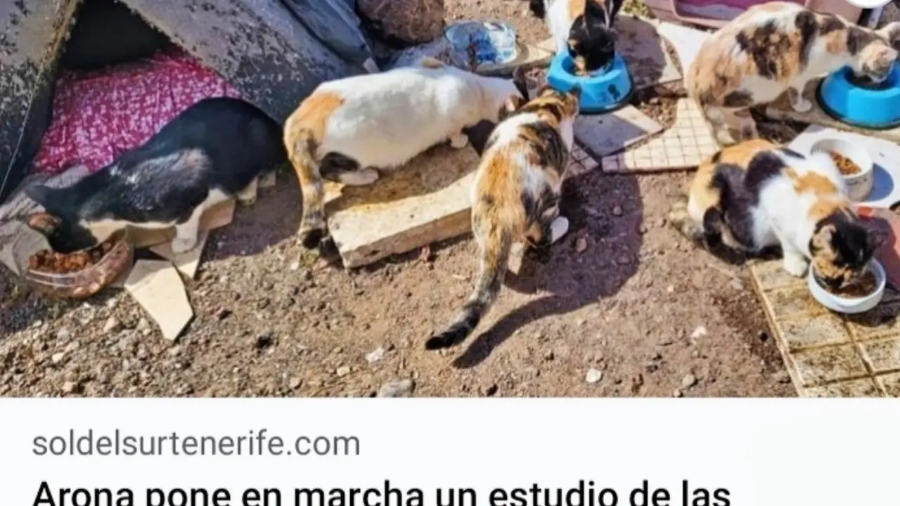 Gatos Arono